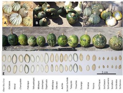 Genetic Resources in the “Calabaza Pipiana” Squash (Cucurbita argyrosperma) in Mexico: Genetic Diversity, Genetic Differentiation and Distribution Models